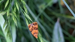 Commophila aeneana