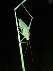 Isophya pyrenaea