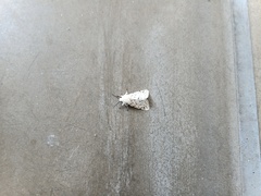 Spilosoma lubricipeda
