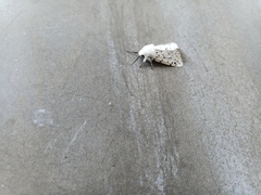 Spilosoma lubricipeda