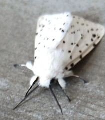 Spilosoma lubricipeda