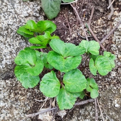 Ligusticum scothicum hultenii
