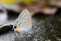 Catochrysops panormus exiguus