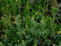 Angiospermae