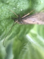 Hydropsychoidea