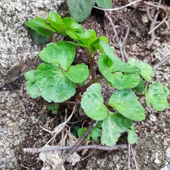Ligusticum scothicum hultenii