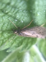 Hydropsychoidea