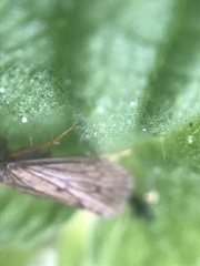 Hydropsychoidea