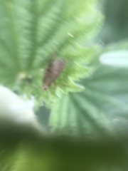 Hydropsychoidea