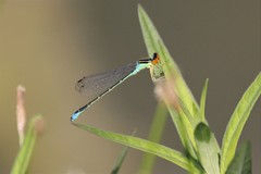 Enallagma antennatum