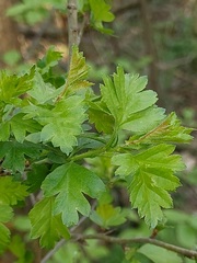 Crataegus monogyna