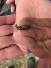 Cucullia chamomillae