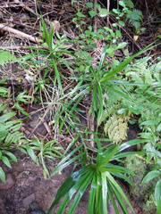 Freycinetia arborea