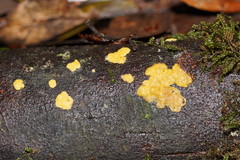Trichoderma victoriense