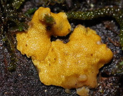 Trichoderma victoriense