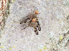 Idana marginata