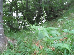 Veronica urticifolia