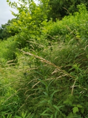 Arrhenatherum elatius