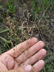 Arenaria serpyllifolia