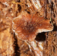 Lentinellus tasmanicus