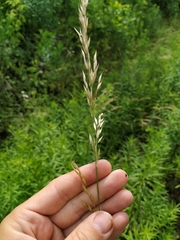 Arrhenatherum elatius