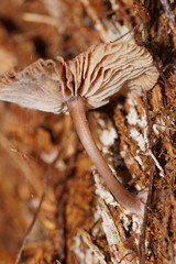 Lentinellus tasmanicus