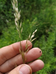 Arrhenatherum elatius