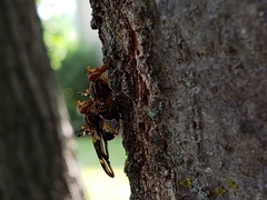Idana marginata