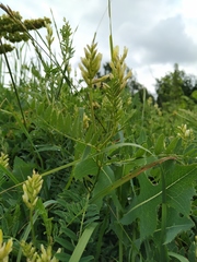 Astragalus cicer