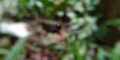 Araneus nox