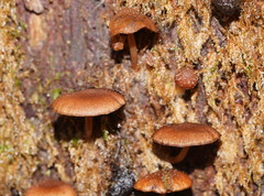 Psathyrella echinata