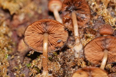 Psathyrella echinata