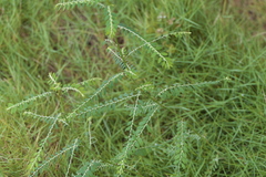 Phyllanthus fraternus