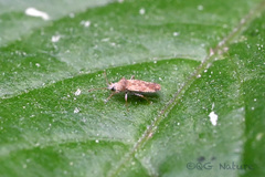 Physatocheila chiniana