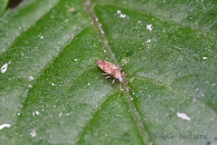 Physatocheila chiniana