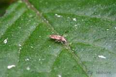 Physatocheila chiniana