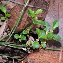 Alternanthera nana