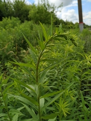 Solidago canadensis