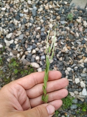 Epilobium tetragonum
