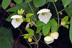 Dalechampia