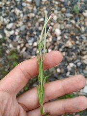 Epilobium tetragonum