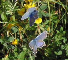 Polyommatus icarus