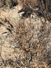 Osteospermum karrooicum