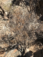 Osteospermum karrooicum