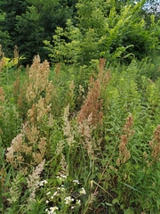 Rumex thyrsiflorus