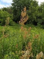 Rumex thyrsiflorus