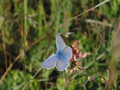 Polyommatus icarus