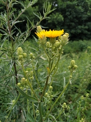 Picris hieracioides