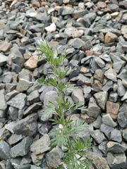 Artemisia absinthium