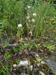 Erigeron acris